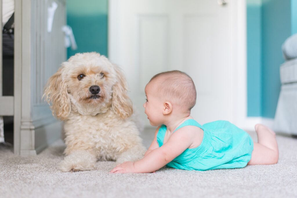 Hund besessen von einem neugeborenen Baby: Liebenswert oder besorgniserregend