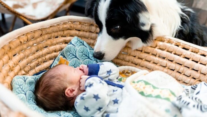 Dog Obsessed With A Newborn Baby: Adorable Or Worrisome?